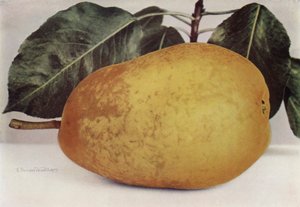 Pear, Pitmaston Duchess by English Photographer