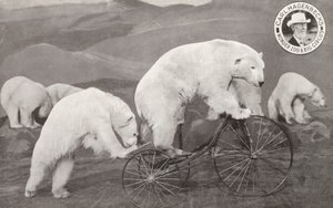 Polar bear riding a tricycle, Carl Hagenbeck