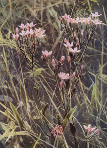 Red Centaury