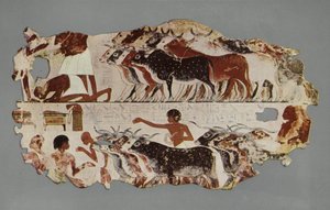 Scene representing the driving of a large herd of cattle, for stocktaking purposes, on an Egyptian farm by English Photographer