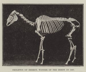 Skeleton of Hermit, Winner of the Derby in 1867 by English Photographer