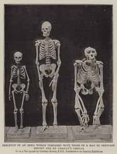 Skeleton of an Akka Woman compared with those of a Man of Ordinary Height and Du Chaillu