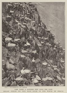 Solan Geese on the Bass Rock in the Firth of Forth by English Photographer