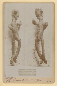 Specimen of Horseradish
