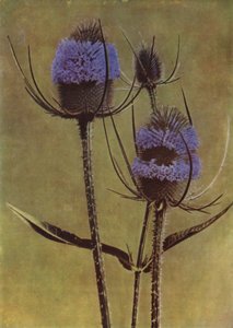 Teasel