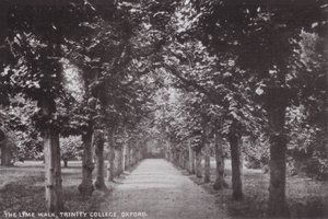 The Lime Walk, Trinity College, Oxford by English Photographer