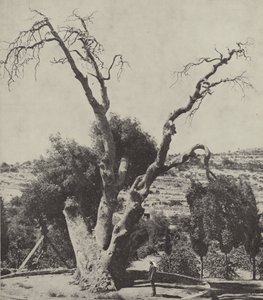The Oak of Mamre; Abraham