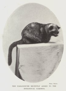 The Paradoxure recently added to the Zoological Gardens by English Photographer