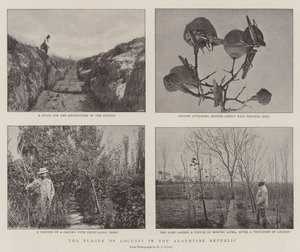 The Plague of Locusts in the Argentine Republic