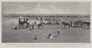 The Prohibition of the Importation of Foreign Cattle into England, a Typical Scene on a Buenos Aires Ranch, Branding Day by English Photographer