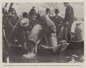 The Restocking of the Thames with Salmon, placing Samlets in the River at Teddington, 23 April by English Photographer