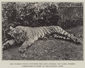The Tigress which wounded the late General Sir James Dormer, Commander-in-Chief of the Madras Army by English Photographer