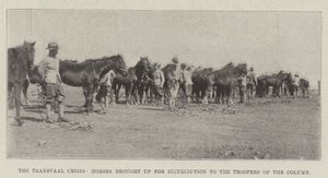 The Transvaal Crisis, Horses brought up for Distribution to the Troopers of the Column by English Photographer