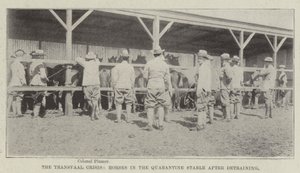 The Transvaal Crisis, Horses in the Quarantine Stable after Detraining by English Photographer