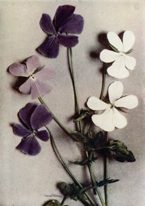Three Varieties of Viola Cornuta by English Photographer