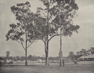 Toongabbie