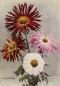 Types of Single Flowers