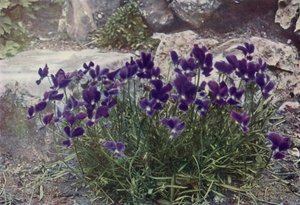 Viola Gracilis by English Photographer