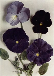 Violas, Maggie Mott, Admiral of the Blues, Archibald Grant, and Jenny M