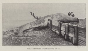 Whale stranded at Birchington-on-Sea by English Photographer