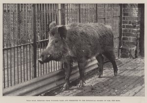 Wild Boar, removed from Windsor Park and presented to the Zoological Society by HM the King by English Photographer