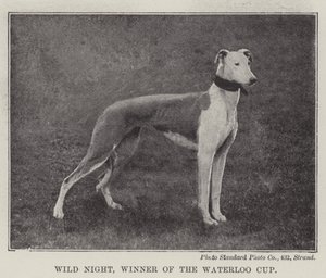 Wild Night, Winner of the Waterloo Cup by English Photographer