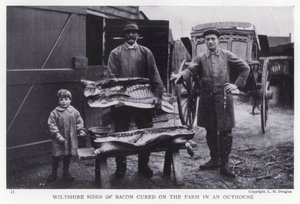 Wiltshire sides of bacon cured on the farm in an outhouse by English Photographer
