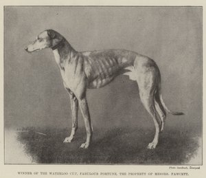 Winner of the Waterloo Cup, Fabulous Fortune, the Property of Messers Fawcett by English Photographer