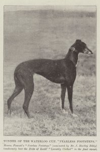 Winner of the Waterloo Cup, Fearless Footsteps by English Photographer
