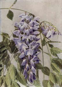 Wistaria Chinensis by English Photographer