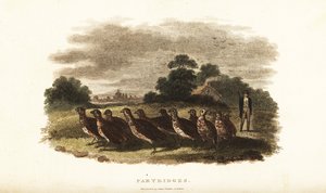 18th century English man driving a covey of tame partridges from Sussex to London on a bet by English School