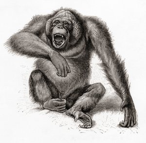 A Bornean Orangutan, Pongo Pygmaeus, Also Spelled Orang-utan, Orangutang, or Orang-utang. From Meyers Lexicon, Published 1924
