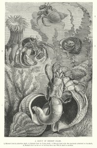 A Group of Hermit Crabs by English School