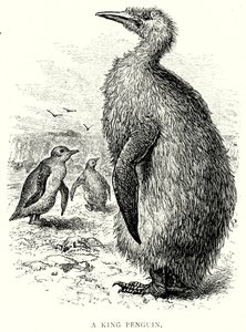 A King Penguin