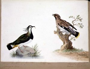 A Lapwing and a Waxwing by English School