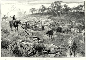 A Mob of Cattle by English School