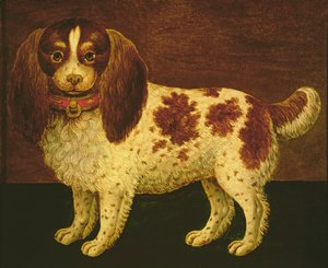 A Spaniel