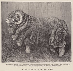 A Valuable Merino Ram