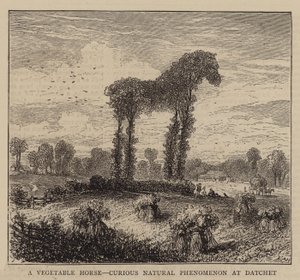 A Vegetable Horse, Curious Natural Phenomenon at Datchet by English School