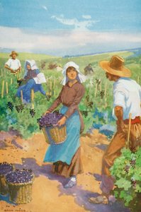 A Vineyard in France by English School