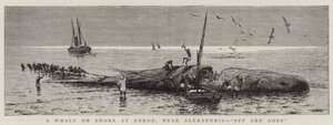 A Whale on Shore at Edkou, near Alexandria, "Off She goes" by English School