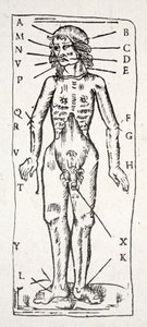 A Body Which Has Been Under the Scalpel, with Veins Labelled by English School