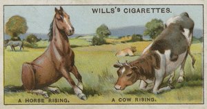 A horse rising and a cow rising by English School
