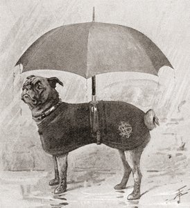 A pug wearing boots, coat and umbrella to protect it from the rain by English School