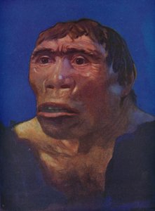 A reconstruction of the Java Man by English School