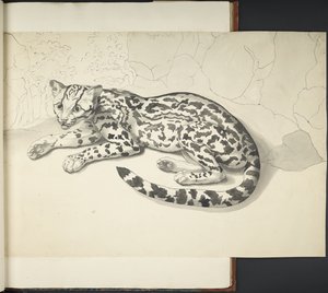 Tyger Cat, from 