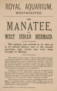 Advertisement for the Manatee by English School