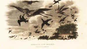Aerial battle between herons and rooks for nesting rights near Daniel Wilson’s house Dallam Tower, Westmorland