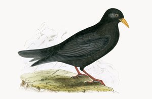 Alpine Chough, illustration from 