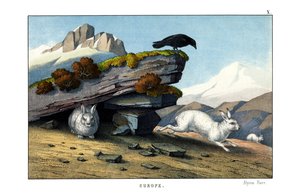 Alpine Hare by English School